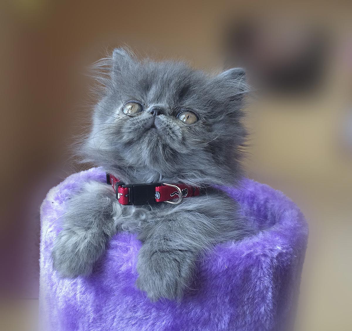 Persian cat