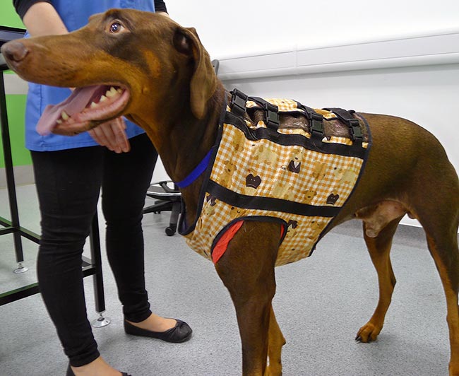 Figure 5. A Dobermann being fitted with a 24-hour Holter ECG monitor to determine the severity of ventricular ectopy.