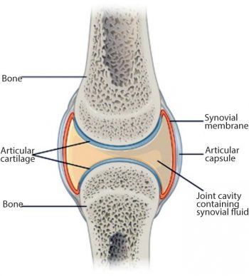 Figure 1. Diarthrodial joint anatomy (download for free at http://bit.ly/2hZov3B). IMAGE: Anatomy and Physiology.