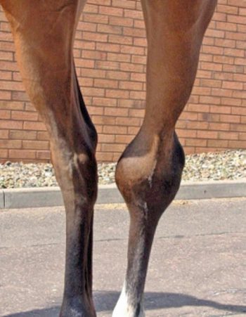 Figure 2. Marked tarsocrural joint effusion (bog spavin).