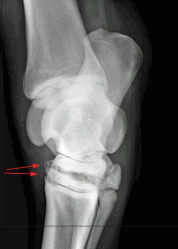 Figure 4c. A dorsomedial-plantarolateral oblique view of a right tarsus with significant OA and lysis of the distal tarsal joints.