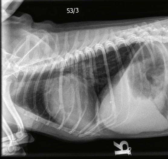 Figure 3. Right lateral thoracic radiograph of the same Chihuahua, demonstrating cardiomegaly (vertebral heart score 12, reference less than 10.5) with an enlarged left atrium and left ventricle.