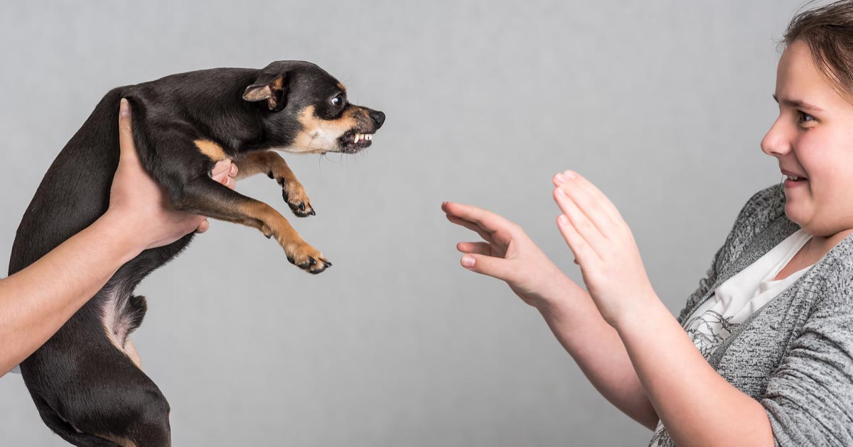 Understanding zoophobia – prevalence and therapy | Vet Times Understanding zoophobia – prevalence and therapy | Vet Times