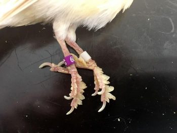 Knemidokoptes pilae infestation in a budgerigar.