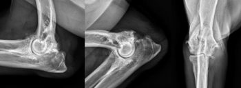 Figure 1. Mediolateral (neutral; left), mediolateral (flexed; centre) and craniocaudal (right) views of the right elbow of a seven-year-old German short-haired pointer. In addition to the osteophytes on the medial and lateral epicondyles, medial coronoid process, cranial radial head, cranial olecranon and anconeal process, moderate sclerosis surrounds the humeroulnar joint. Additionally, increased soft tissue opacity surrounds the elbow joint and the medial coronoid process is indistinct on the lateral projection.