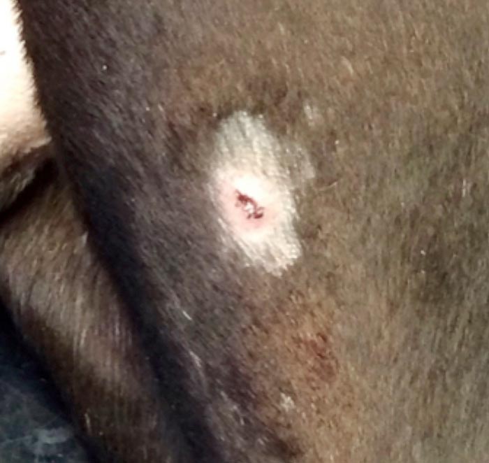 An 11-year-old male neutered Staffordshire terrier with erythema, diffuse scale and nodule formation associated with epitheliotropic lymphoma on lateral aspect of left hind.
