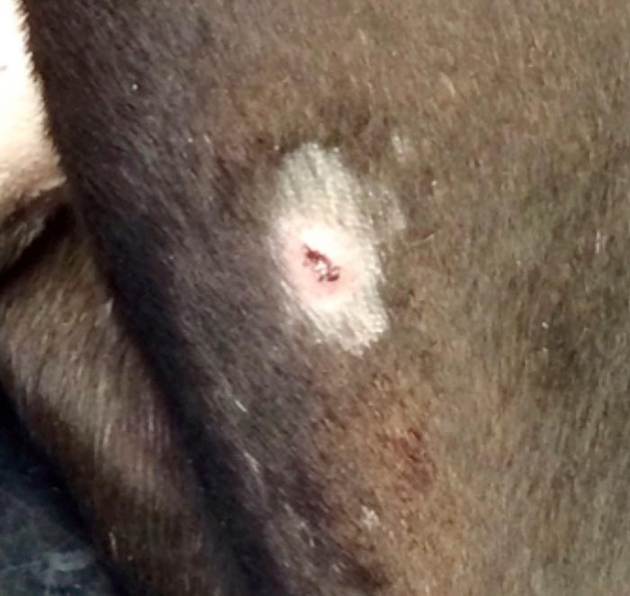 Cutaneous lymphoma in small animals diagnosis and treatment Vet Times