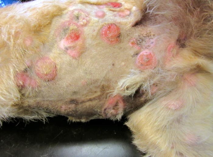 An 11-year-old male neutered border terrier with advanced epitheliotropic lymphoma with generalised nodules, metastasis to lymph nodes and spleen.