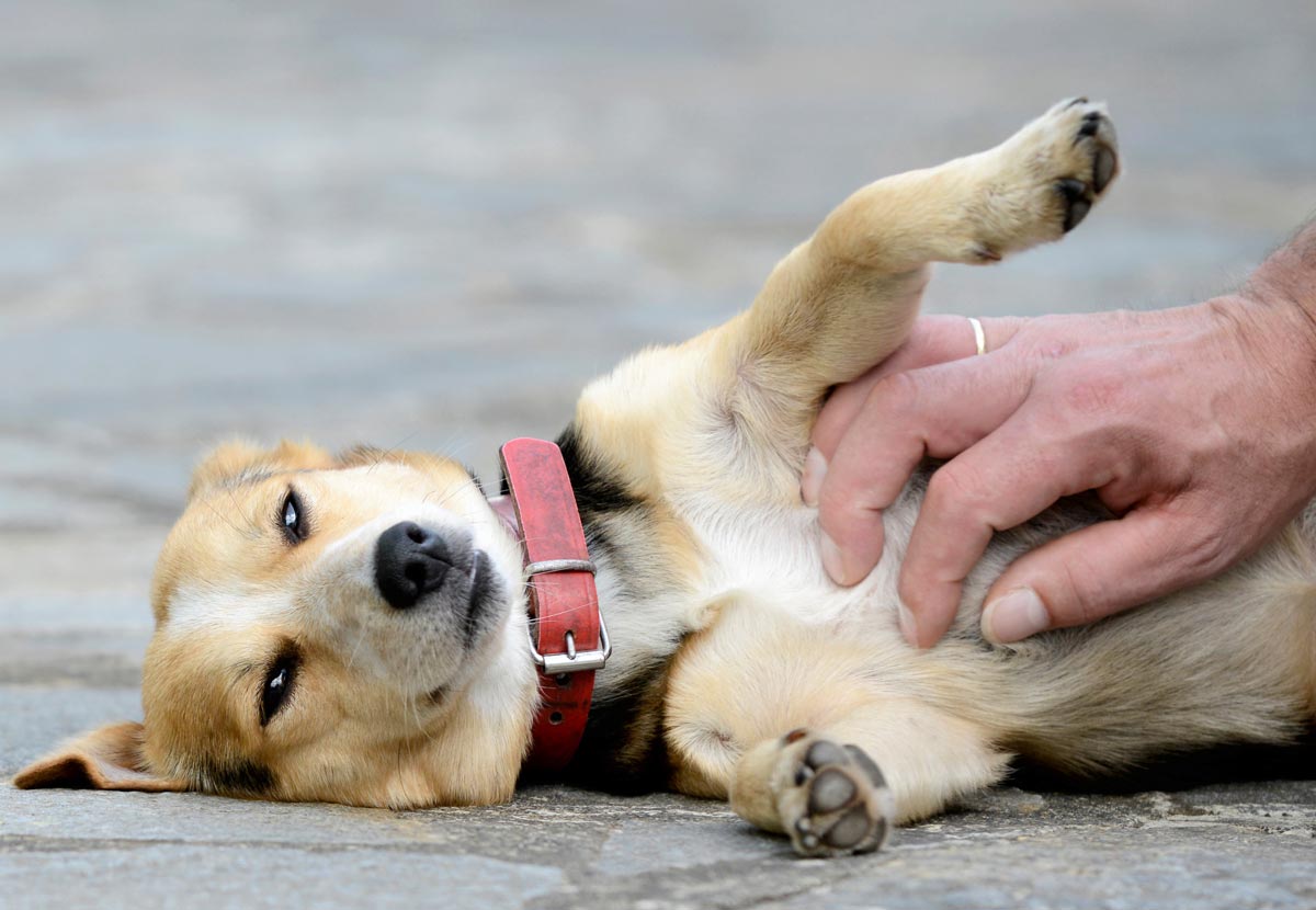 Stroke dog chest