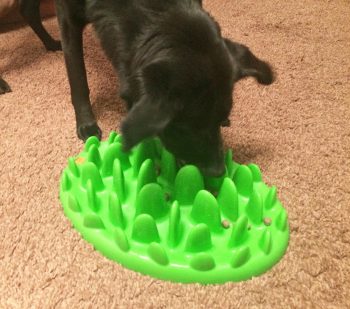 A dog eating from a slow feeder