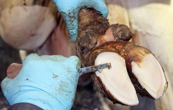 A demonstration of cattle foot trimming.