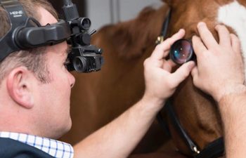 Figure 5. An indirect ophthalmoscope in use. 