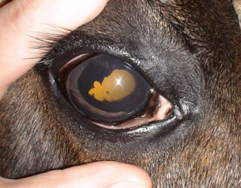 Figure 1. A polo pony with insidious equine recurrent uveitis.