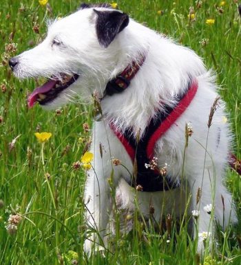 A further example of a non-restrictive dog harness.