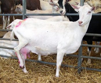 Figure 1. A severely lame Saanen goat.