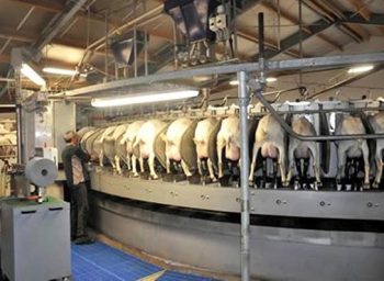 Figure 4. A modern rotary goat milking parlour. Image: Ian Ohnstad / The Dairy Group