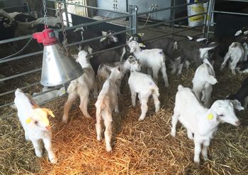Figure 5. Recently weaned goat kids on a commercial unit. 