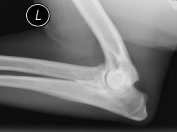 Figure 2a. A radiograph of an arthritic elbow in a dog showing mild arthritic changes.