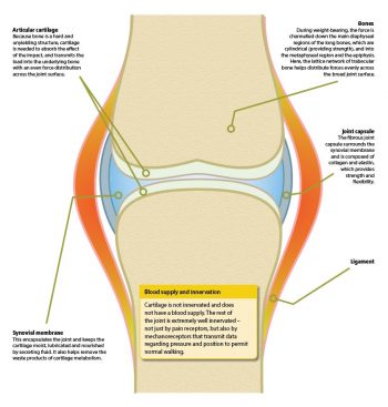 Figure 1. Anatomy of a joint.