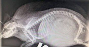 Figure 2. A right lateral radiograph showing a large soft tissue density in the hedgehog’s abdominal cavity, causing the gross distention and preventing it from curling into a ball.