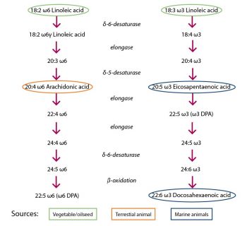 Figure 4. Elongation and desaturation processes of omega-3 and omega-6 fatty acids, with sources (adapted from National Research Council1).