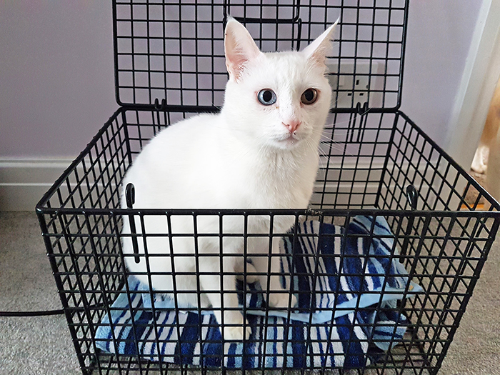 Cat in basket.