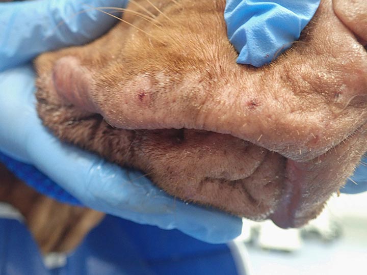Figure 3a. Lesions affecting the muzzle of a dog with CRGV.