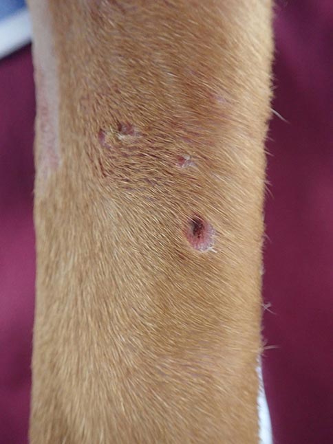 Figure 3b. Small, superficial ulcerated skin lesions affecting the antebrachium of the same dog.