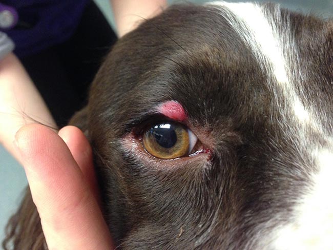 Figure 2. The lesion on the upper eyelid of the dog.