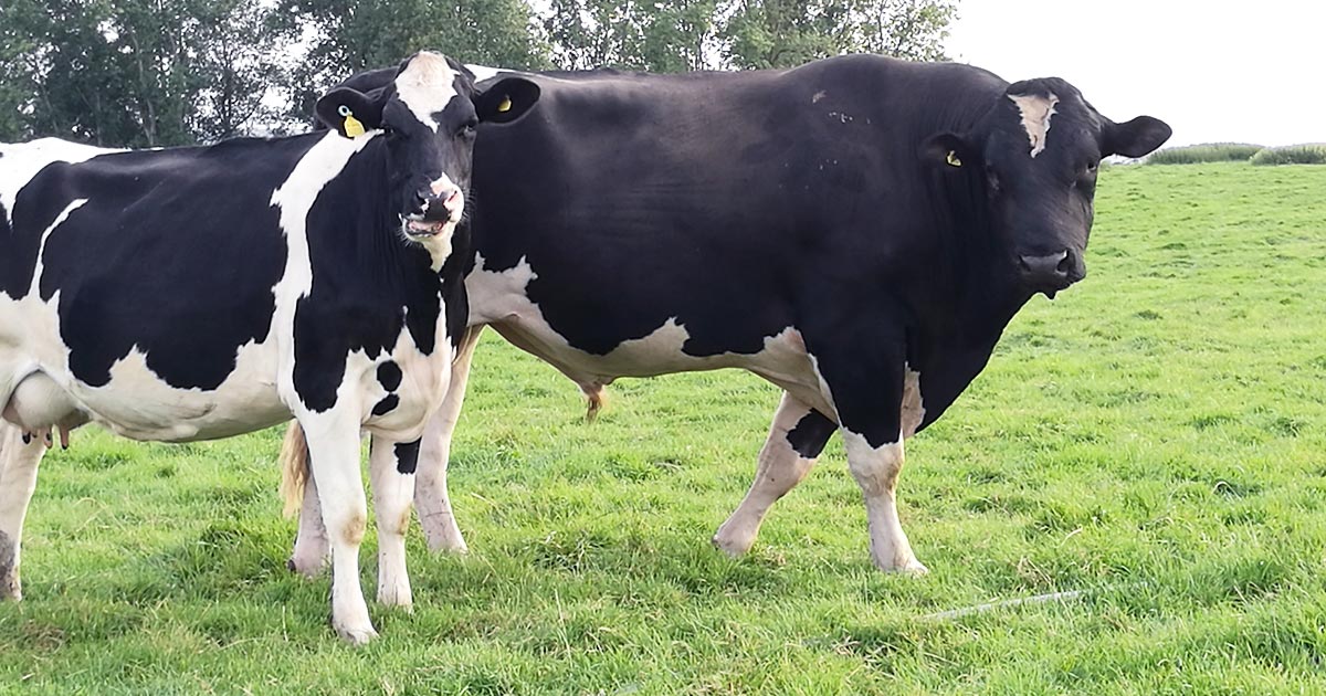 Use of mature dairy bulls for natural service is not common practice in the UK, but when managed correctly, is a good alternative to, or complements, AI.
