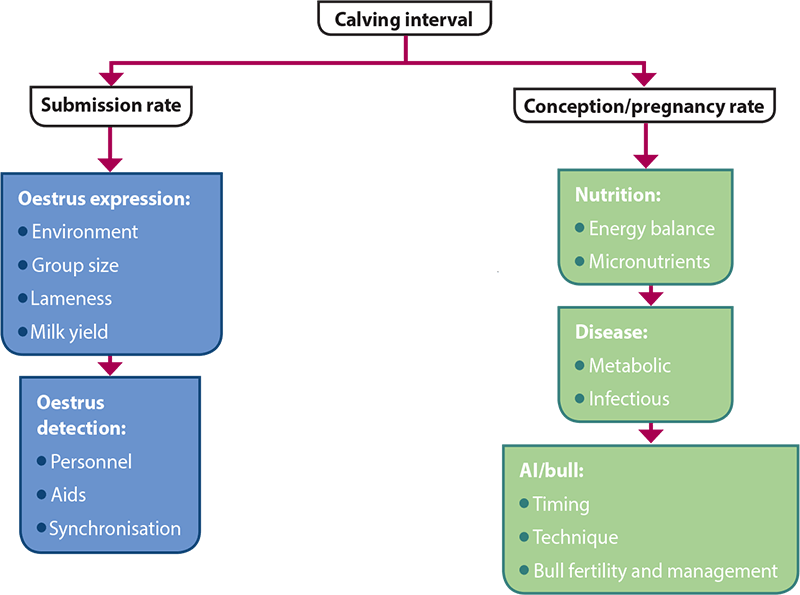 The general breakdown of the causes of poor fertility in dairy cows. Image: adapted from Green and Bradley, 2012.