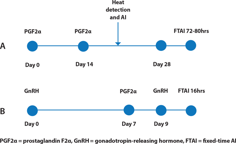 Breeding programme A uses prostaglandin injections with a combination of observed heat or fixed time AI. Program B is Ovsynch, using both prostaglandin and gonadotropin-releasing hormone.