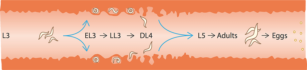 A schematic diagram of the cyathostomin life cycle stages in the large intestine. L3 = third-stage larvae, EL3 = early third-stage larvae, LL3 = late third-stage larvae, DL4 = developing fourth-stage larvae, L5 = fifth-stage larvae. Image: Hamish McWilliam, University of Melbourne (adapted)