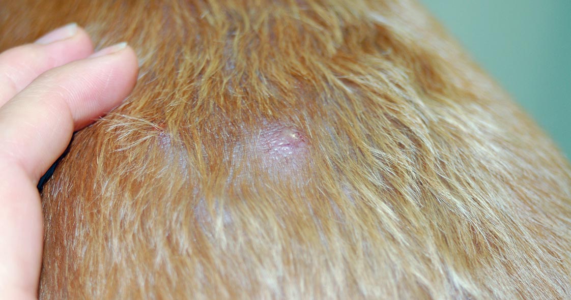 how did my dog get a bacterial infection