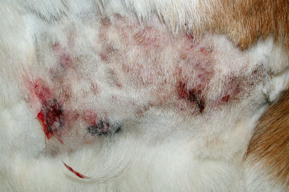 Figure 2. Draining tracts in a dog with deep pyoderma.
