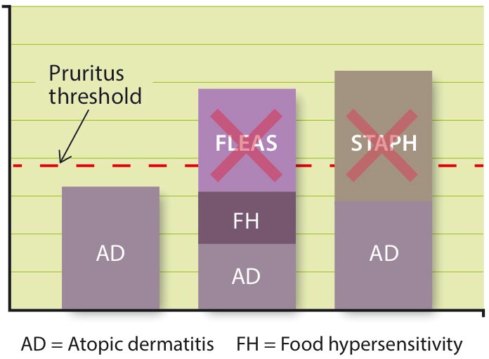 Figure 9. The pruritus threshold explaining how different elements with different “itch scores” can push a given patient over its personal threshold of becoming clinically pruritic. Removing the staphylococcal infection of flea infestation can increase patient comfort significantly.