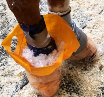 Figure 1. Home-made ice boots for a horse with quadrilateral laminitis following grain engorgement.