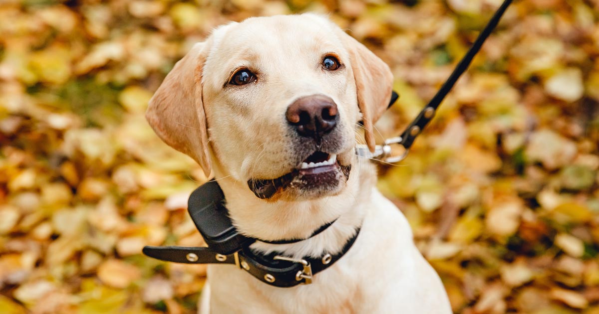 Animal sales shock collar
