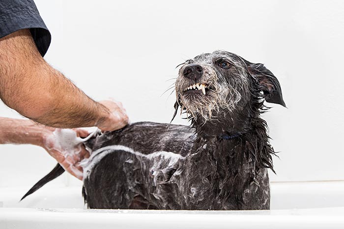 Dog having anal glands squeezed.