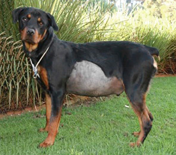 Figure 3. A Rottweiler with ascites secondary to protein-losing enteropathy.