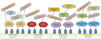 The suggested canine oral biome primary and secondary colonisers (taken from Holcombe et al, 2014/ CC BY 4.0). This represents a significant change from the previously accepted human-based model.