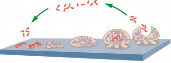 Biofilm development from planktonic (free-living bacteria) to mature colonies.