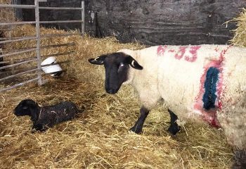 A New Year’s Eve caesarian.