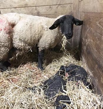 A New Year’s Day lambing.