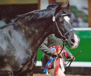 Coram, a 25-year-old Welsh cob gelding, 14 hands high. The horse had a long history of severe recurrent spasmodic gaseous colic. After being fed the fermented wheat germ extract, response was within two days. The loud gut noises disappeared and no recurrence of colic was seen. The horse’s body condition and performance improved, with many successes in the in-hand class and veteran-ridden class competitions.