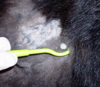 Figure 3. Removal of tick with tick hook.
