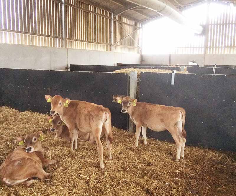 Figure 3. Positive pressure ventilation tube in a calf shed to improve airflow.