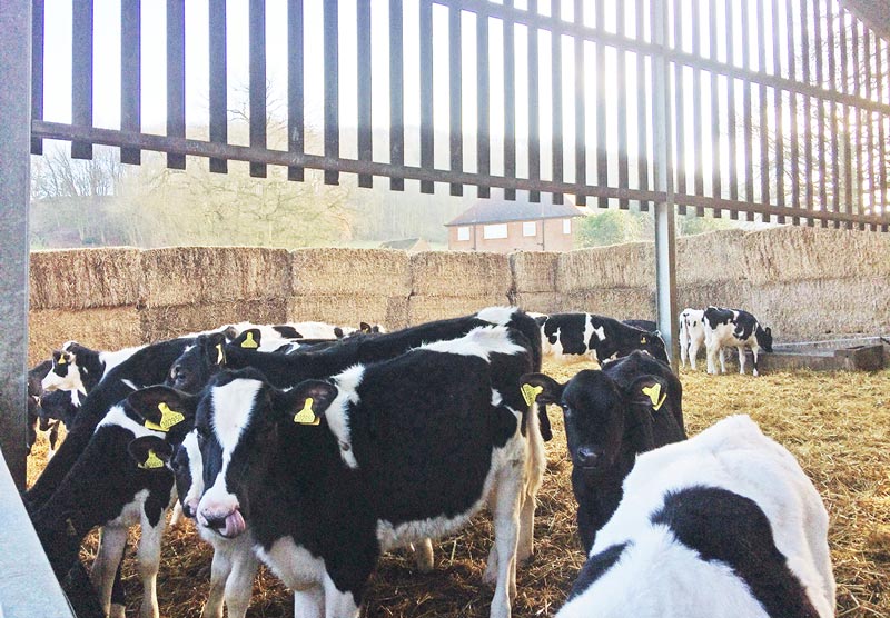 Figure 4. The calf shed has an outside area created using straw bales, which helps improve airflow and increases the available floor space.