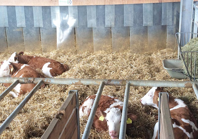 Figure 5 (main picture and inset). Methods of combating cold stress includes sheltered areas, deep straw, calf jackets and draft protection.