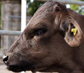 Figure 2. A cow with dull, sunken eyes.